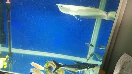 銀龍魚身上發紅怎么回事（銀龍魚身上發紅可能是由多種因素引起的，以下原因及其相應的解決辦法）