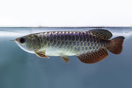 養雷龍魚用馬印燈還是吉印燈？：養雷龍用馬印燈好還是吉印燈好 養雷龍魚用馬印燈還是吉印燈？：養雷龍用馬印燈好還是吉印燈好 龍魚百科