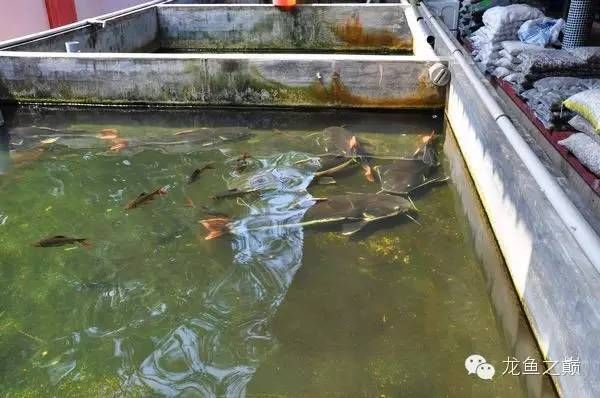 金龍魚產地是哪里：100張圖片帶你走進世界第一金龍魚原產地