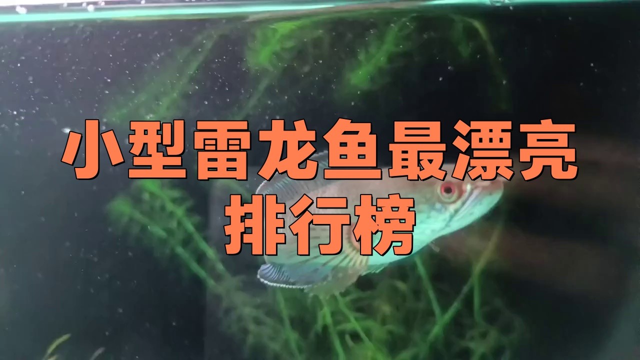 哪個品種的彩虹雷龍最受歡迎？