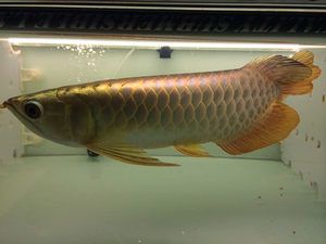 龍魚飼料配方比例是多少啊，如何判斷龍魚飼料質量好壞？