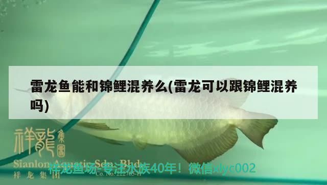 雷龍魚(yú)能和錦鯉混養(yǎng)么嗎，雷龍魚(yú)和錦鯉可以混養(yǎng)嗎