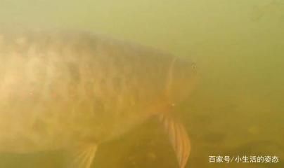 龍魚放生好嗎：放生龍魚好嗎？
