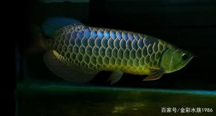 過背金龍魚的飼養方法，以幫助您養出色好的過背金龍魚：過背金龍魚怎么養出色好過背金龍魚的飼養方法
