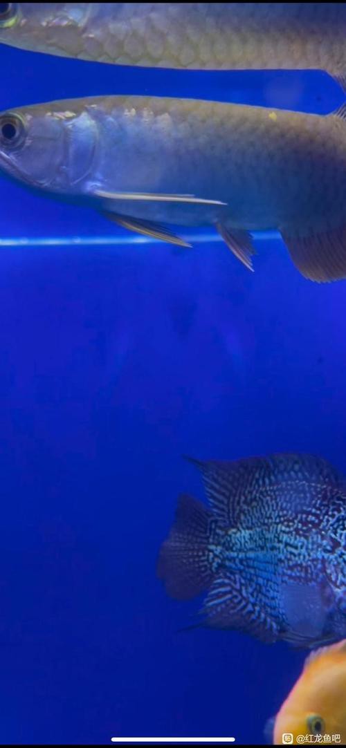 如何區分號半龍魚和其他龍魚？