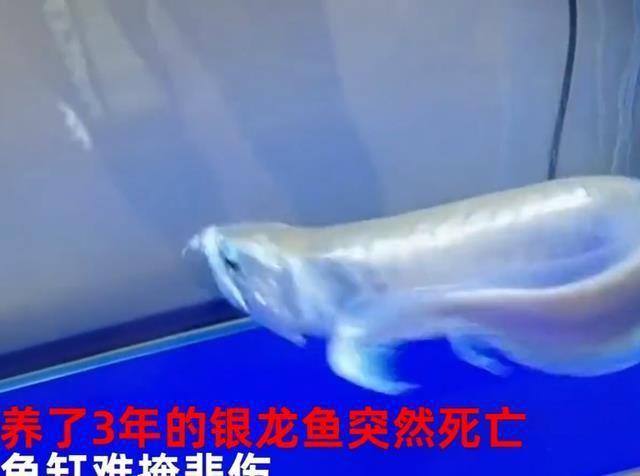 家里的龍魚死了不順利了【家里養龍魚死亡對家居風水的影響】