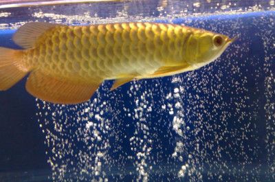 家里的龍魚死了不順利了【家里養龍魚死亡對家居風水的影響】