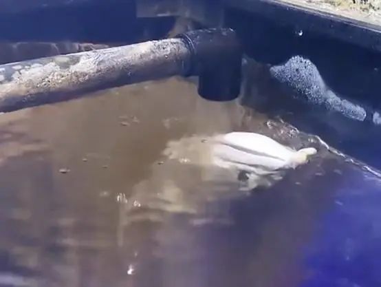 家里的龍魚死了不順利了【家里養龍魚死亡對家居風水的影響】