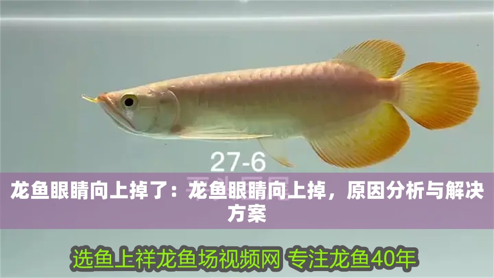 龍魚眼睛向上掉了：龍魚眼睛向上掉，原因分析與解決方案