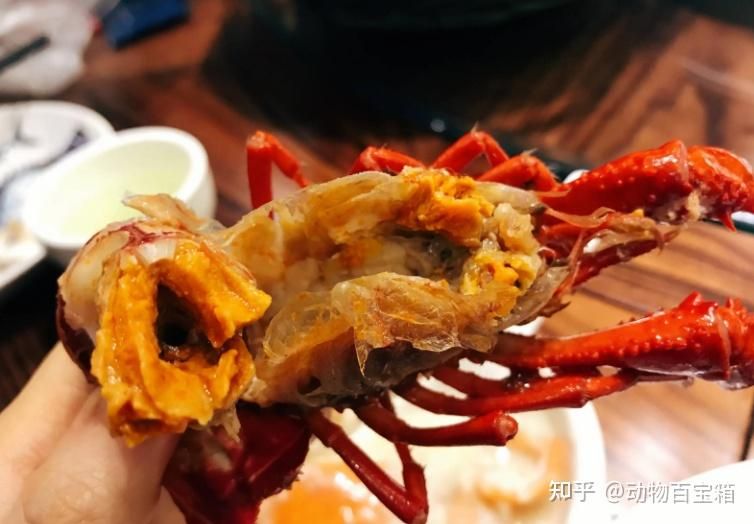 紅龍魚吃蝦有什么好處（紅龍魚吃蝦的好處） 紅龍魚吃蝦有什么好處（紅龍魚吃蝦的好處） 龍魚百科 第3張
