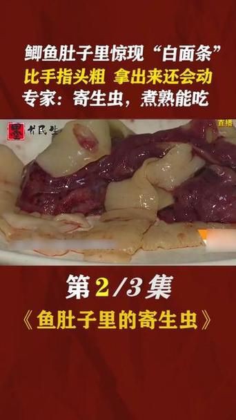 魚肚子里寄生蟲圖片