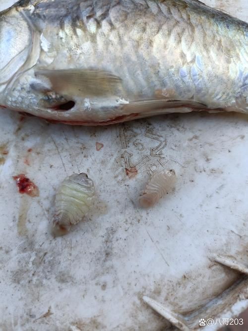魚肚子里寄生蟲圖片