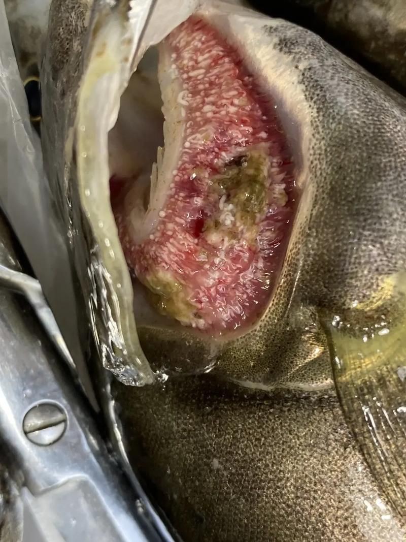 魚肚子里寄生蟲圖片