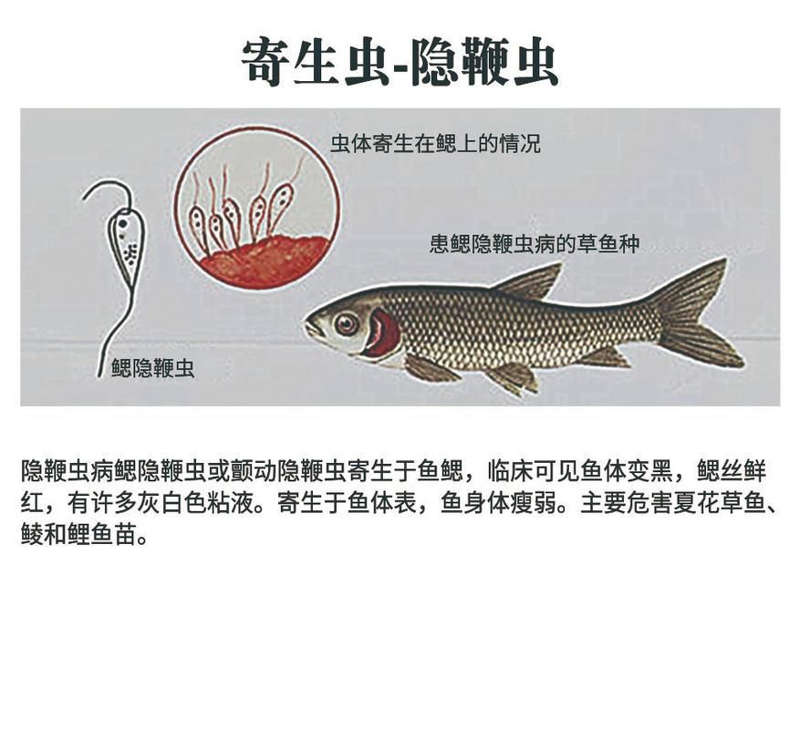 魚肚子里寄生蟲圖片