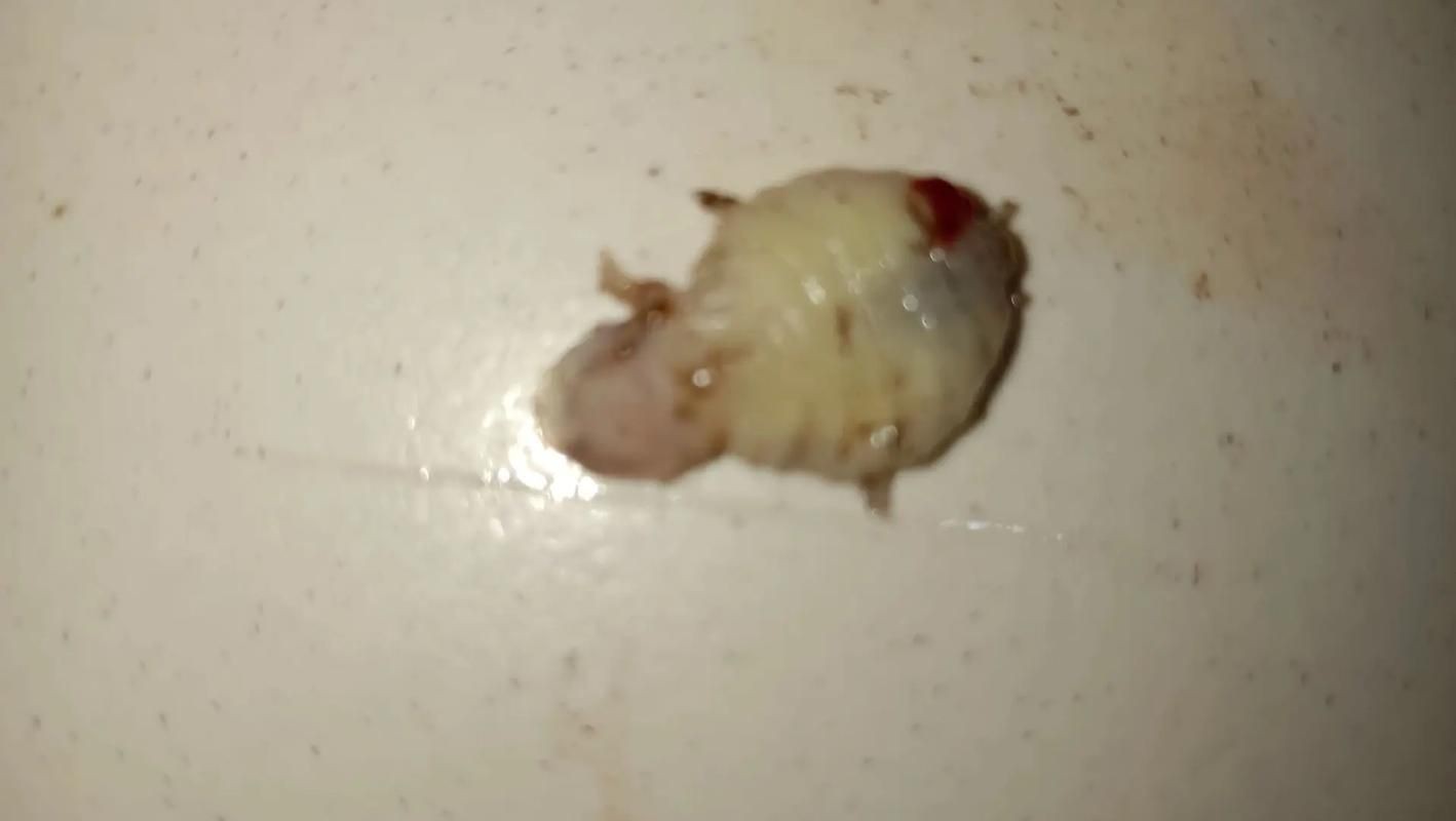 魚肚子里寄生蟲圖片