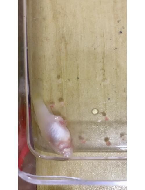 魚肚子里寄生蟲圖片