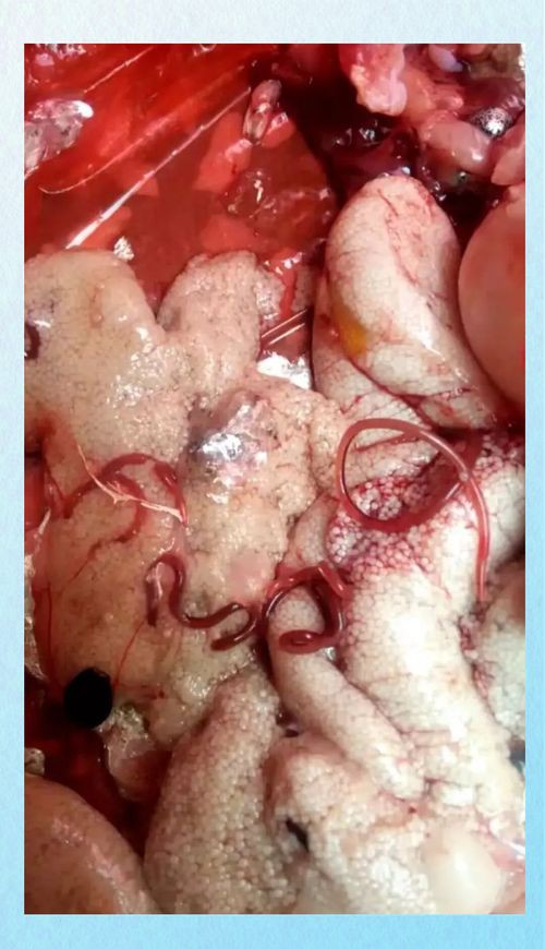 魚肚子里寄生蟲圖片