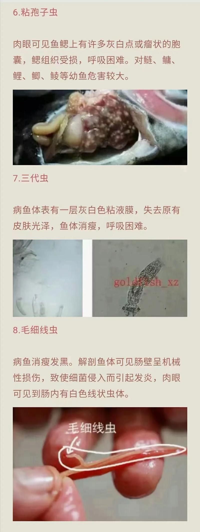 魚肚子里寄生蟲圖片