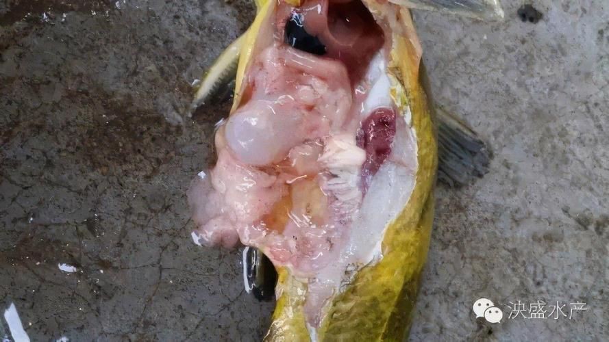魚肚子里寄生蟲圖片