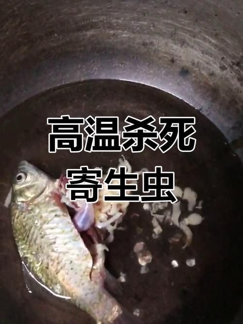 魚肚子里寄生蟲圖片