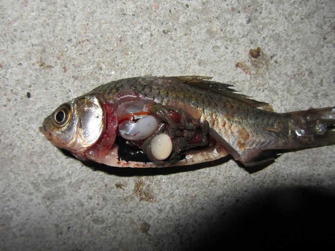 魚肚子里寄生蟲圖片