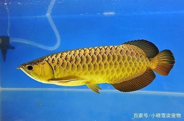 龍魚用什么顏色燈，不同品種的龍魚燈光選擇合適的燈光顏色對于養龍魚來說非常重要