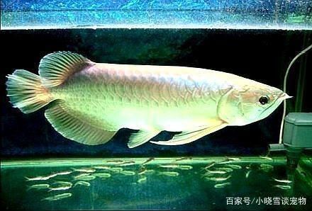 龍魚用什么顏色燈，不同品種的龍魚燈光選擇合適的燈光顏色對于養龍魚來說非常重要
