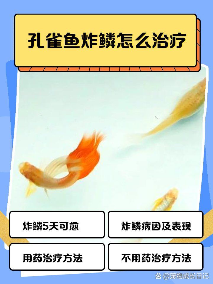 孔雀魚母魚炸鱗原因