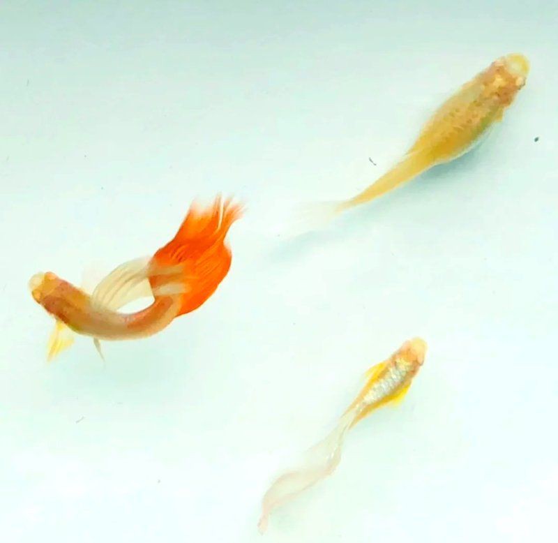孔雀魚母魚炸鱗原因
