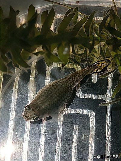 孔雀魚母魚炸鱗原因