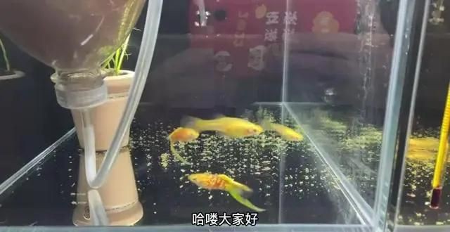 孔雀魚母魚炸鱗原因