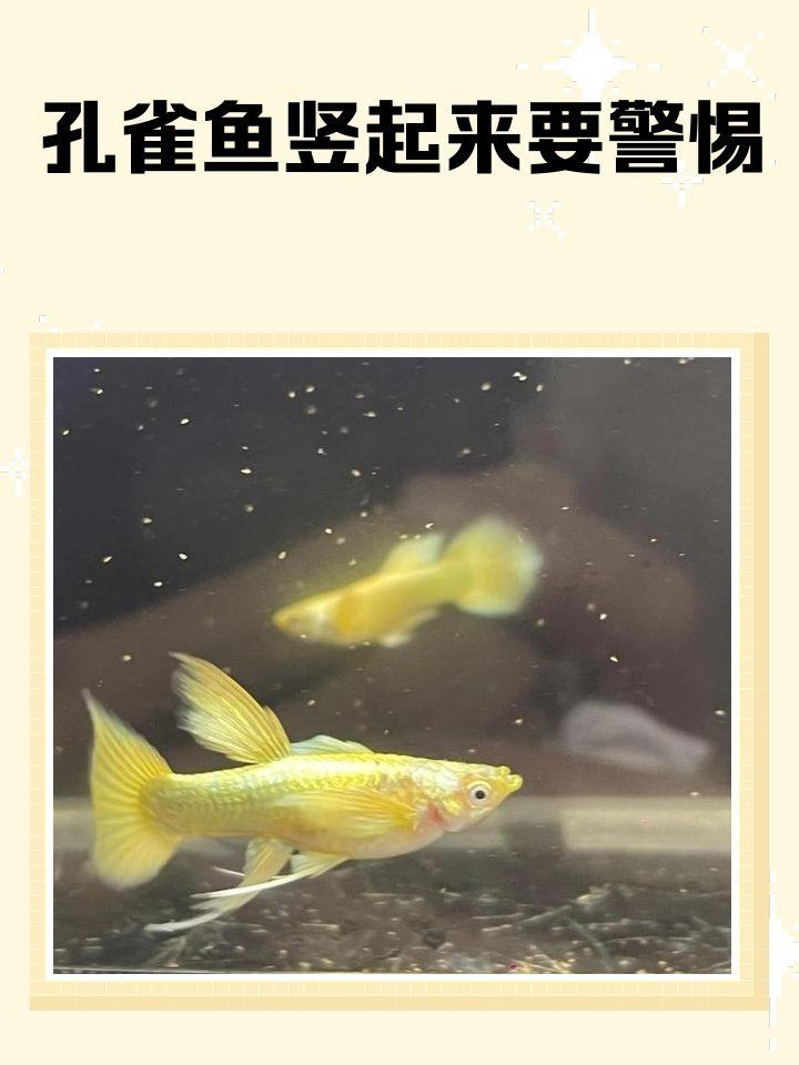 孔雀魚母魚炸鱗原因