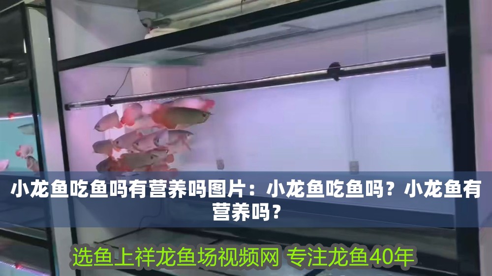 小龍魚吃魚嗎有營養(yǎng)嗎圖片：小龍魚吃魚嗎？小龍魚有營養(yǎng)嗎？ 小龍魚吃魚嗎有營養(yǎng)嗎圖片：小龍魚吃魚嗎？小龍魚有營養(yǎng)嗎？ 龍魚百科 第1張