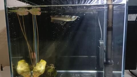 二十公分的銀龍魚怎么喂養