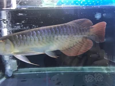 在印尼買一條龍魚多少錢（印尼龍魚價格因其品種、大小、品相等因素有很大差異）