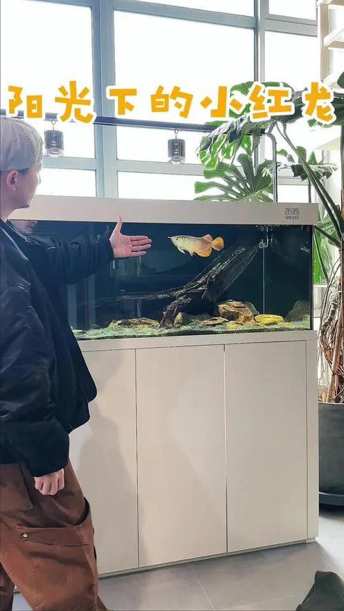 熱帶魚龍魚配缸搭配圖片