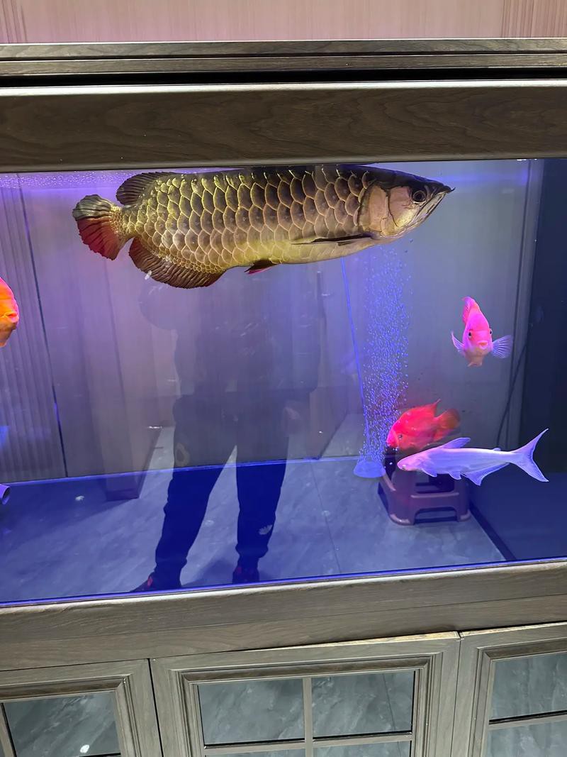 熱帶魚龍魚配缸搭配圖片