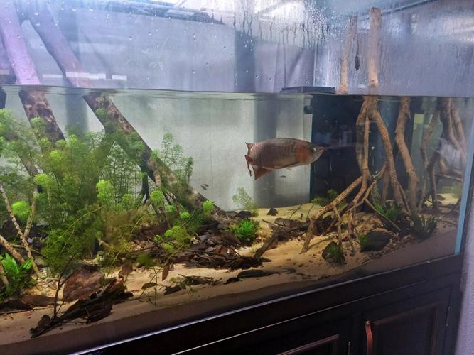 熱帶魚龍魚配缸搭配圖片