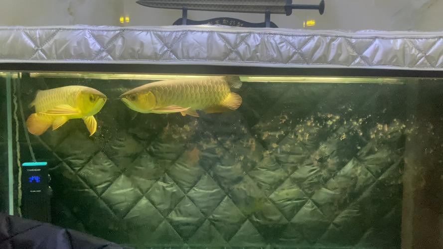 熱帶魚龍魚配缸搭配圖片