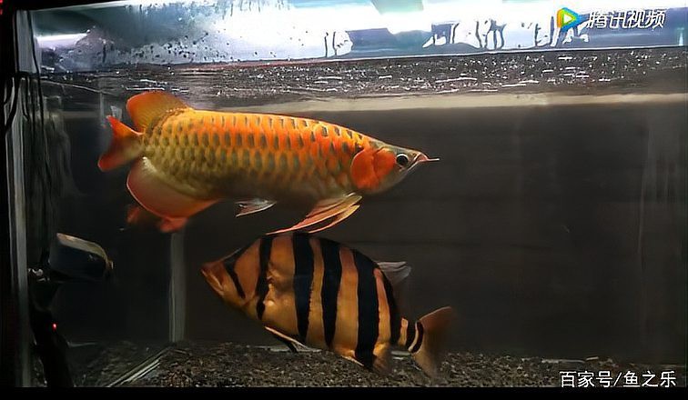 熱帶魚龍魚配缸搭配圖片