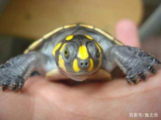 龍魚缸搭配什么魚最好看：龍魚缸搭配什么魚最好看取決于個人喜好、魚缸大小