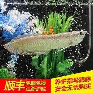 龍魚魚泡失衡：養龍魚的注意事項