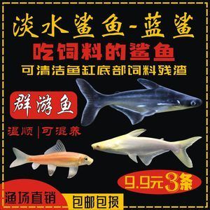 和龍魚混養的群游魚好嗎：和龍魚混養的群游魚好嗎和龍魚混養的群游魚好嗎
