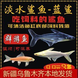 和龍魚混養的群游魚好嗎：和龍魚混養的群游魚好嗎和龍魚混養的群游魚好嗎