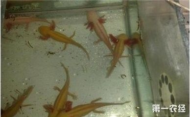 龍魚要死的前兆：龍魚死亡前的一些可能征兆