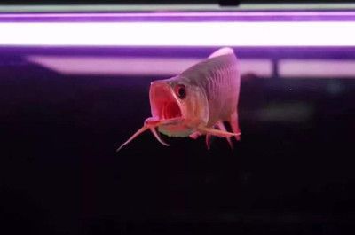 龍魚(yú)一切正常就是不愛(ài)動(dòng)：龍魚(yú)不愛(ài)動(dòng)怎么辦