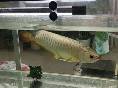 南京金龍魚(yú)（南京金龍魚(yú)可能指的是與金龍魚(yú)品牌的不同業(yè)務(wù)實(shí)體）