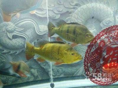 南京金龍魚(yú)（南京金龍魚(yú)可能指的是與金龍魚(yú)品牌的不同業(yè)務(wù)實(shí)體）