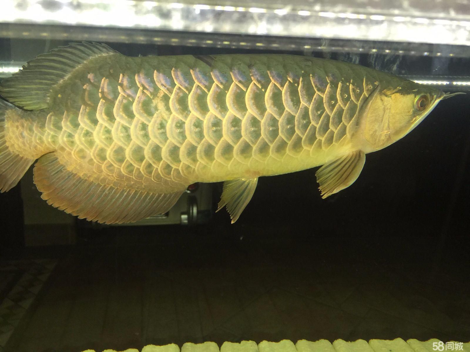 南京金龍魚(yú)（南京金龍魚(yú)可能指的是與金龍魚(yú)品牌的不同業(yè)務(wù)實(shí)體）