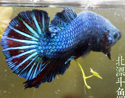 藍龍魚和金龍魚哪個好養：藍龍魚和金龍魚哪個好養，